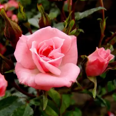 Trandafiri miniaturi / pitici - Trandafiri - Rennie's Pink™ - 